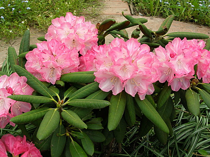 рододендрон садовый фото