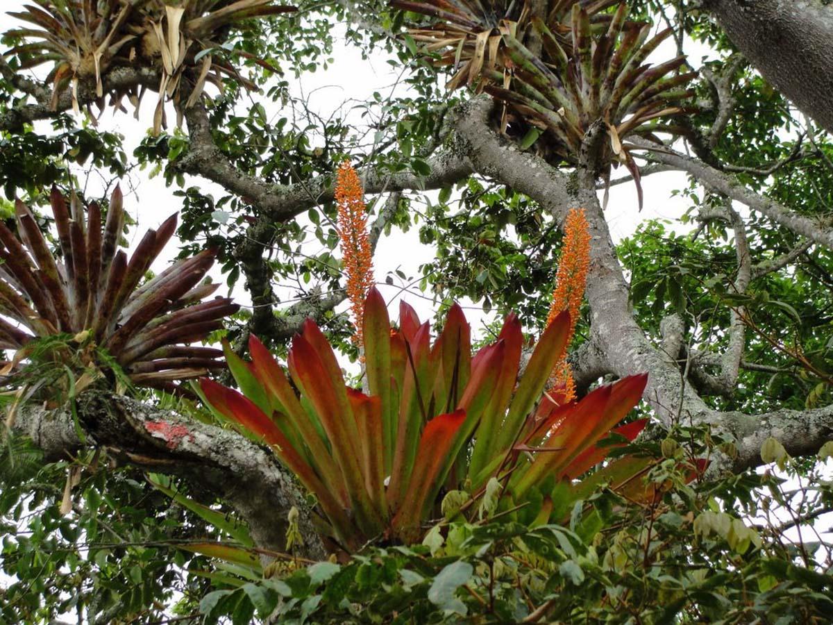 растения бромелиевые виды и фото
