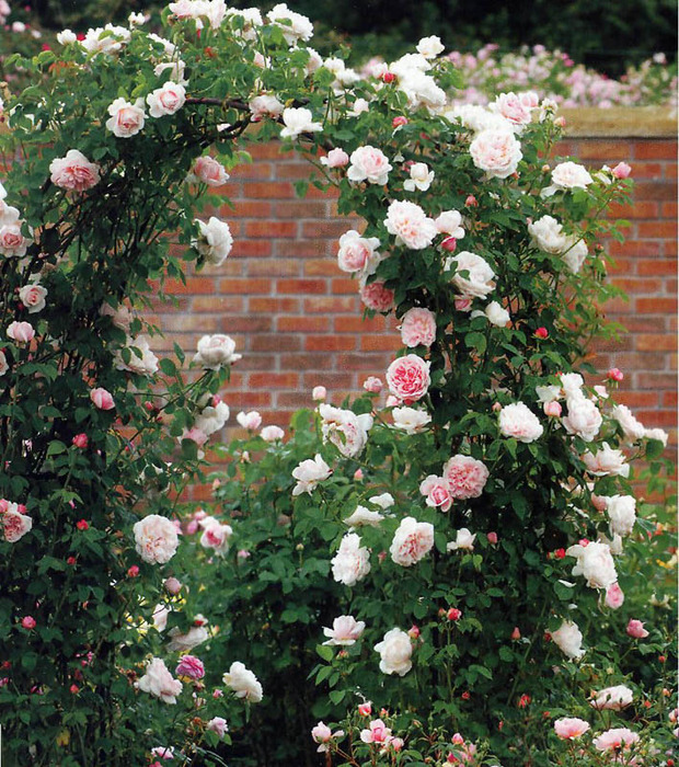 роза элеганс плетистая фото