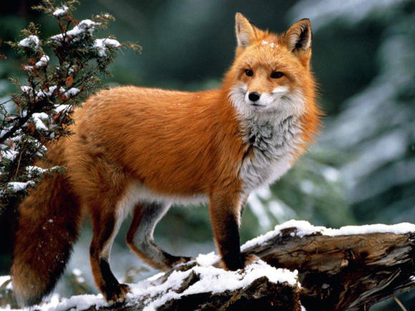 самые красивые лисы в мире фото