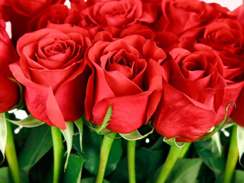 самые красивые розы фото
