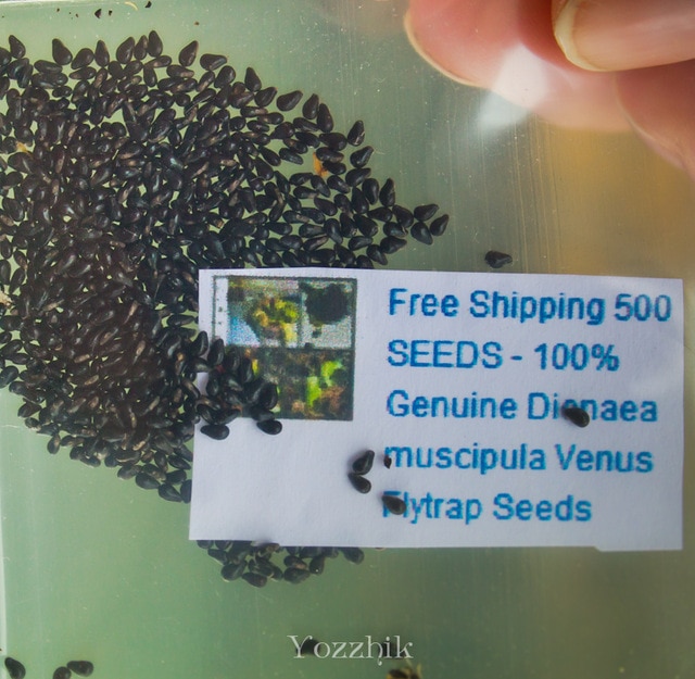 семена венериной мухоловки фото