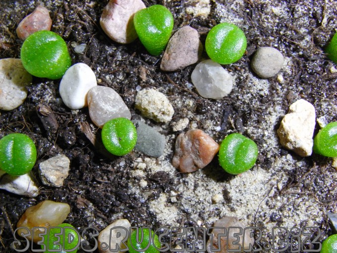 семена литопсов фото