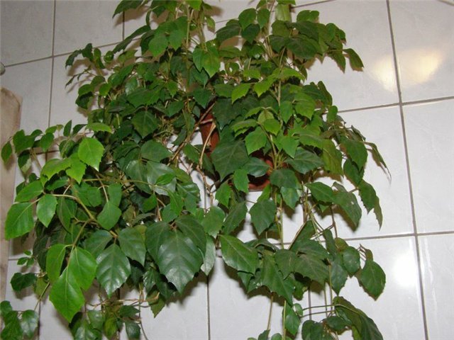 растения которые нельзя держать дома фото