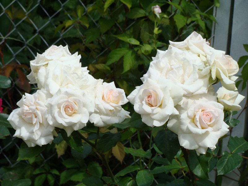 роза элеганс плетистая фото