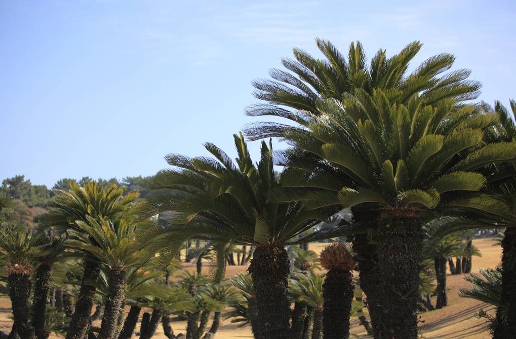 саговая пальма фото