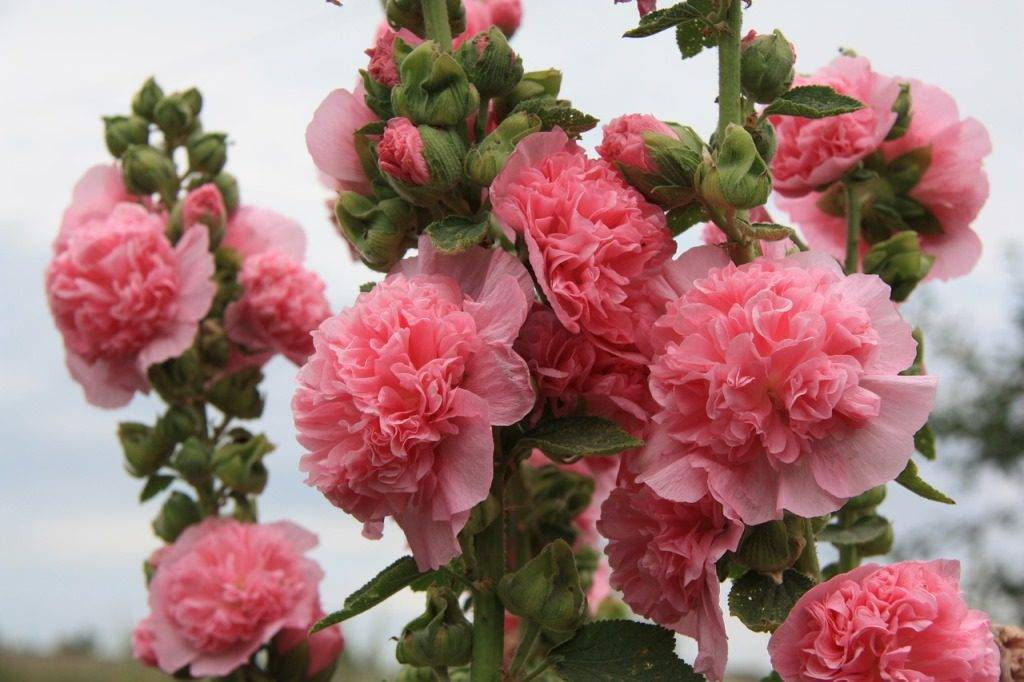 роза айкидо фото и описание