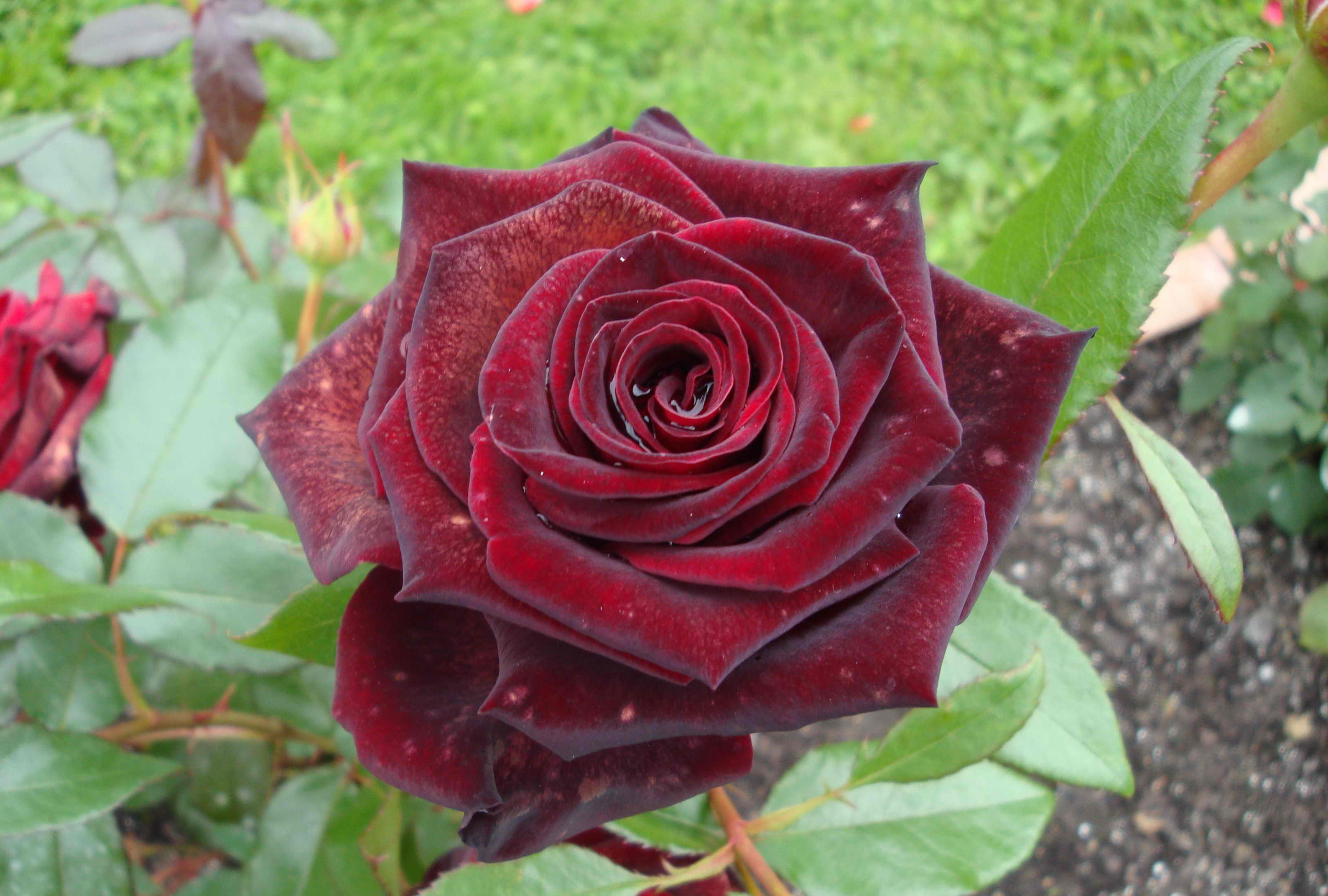роза черная магия фото