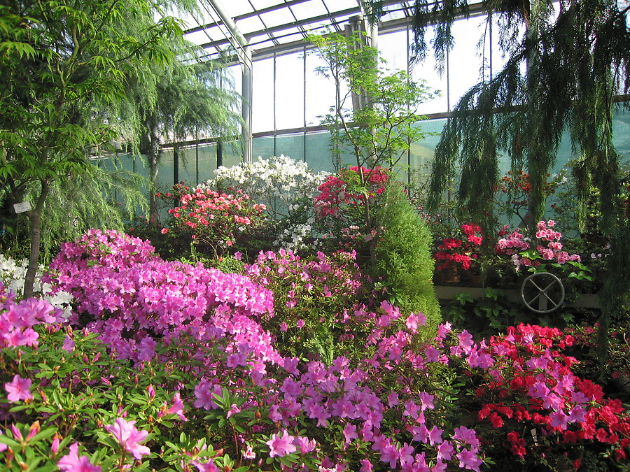 растения в ботаническом саду фото уфа
