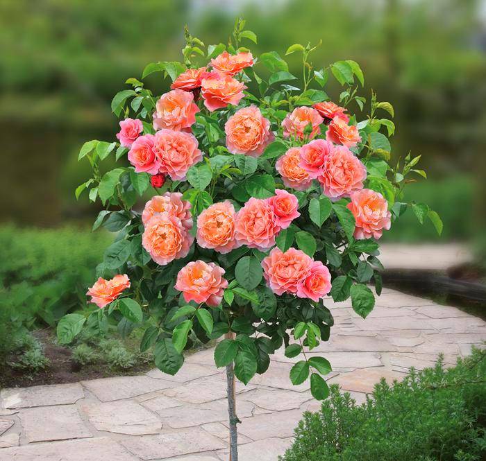 роза айкидо фото и описание