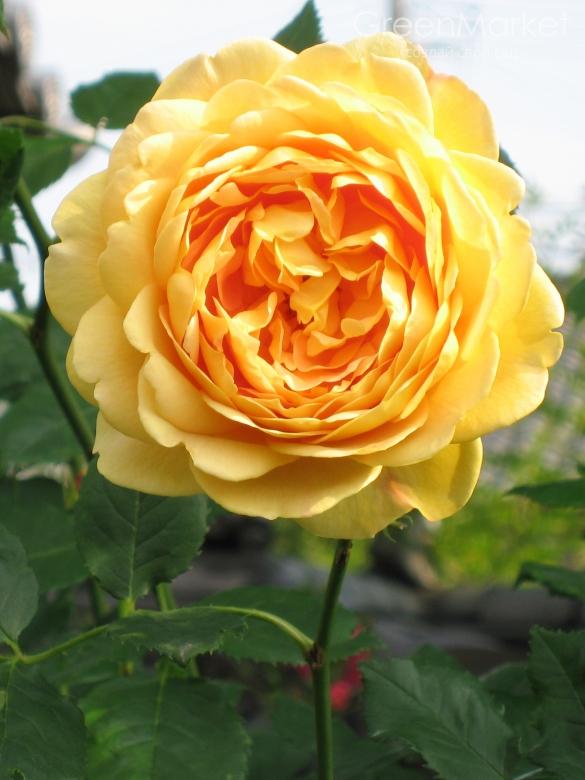 роза голден селебрейшен фото и описание
