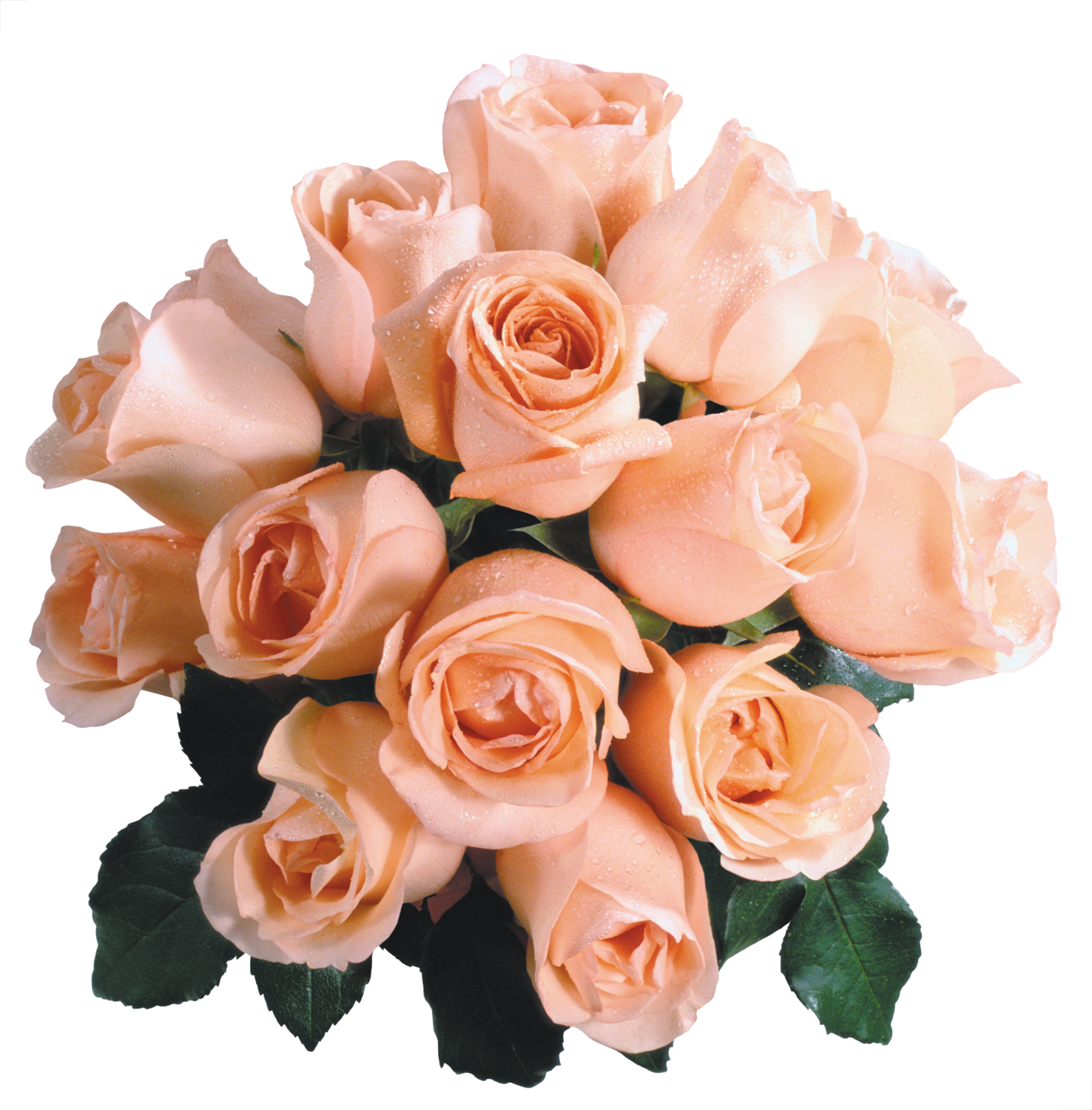 розы фото огромные яркие букеты блестяшки