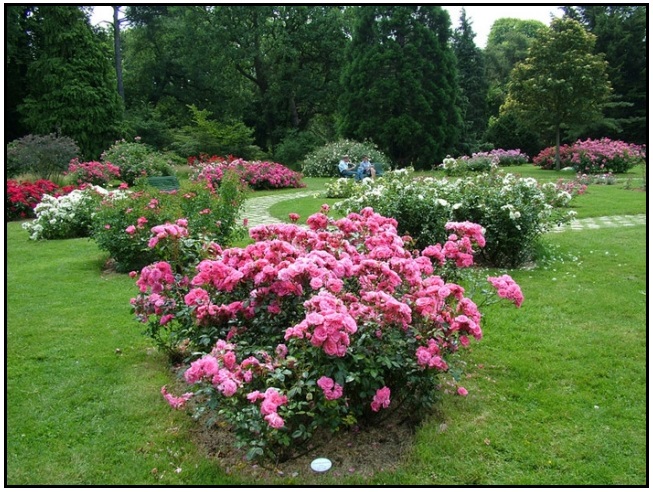 сад огород цветник фото